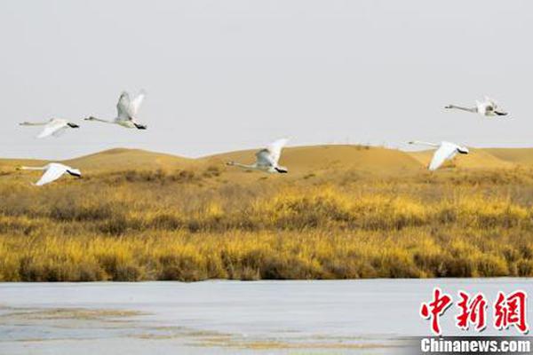 外卖嫒在哪下单 _ 黄金项链,外卖怎么买单