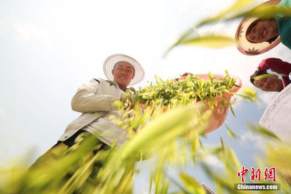 深圳品茶最好的地方 _ 233乐园,深圳哪里品茶