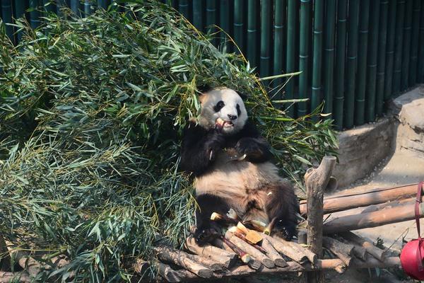 女外媛怎么样下单,外女指的是什么意思